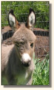 Wit's End Ruff-N-Ready