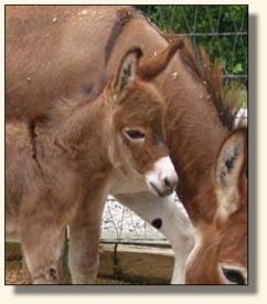 Wit's End Scarlet Ribbon