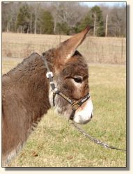 MGF Scarlet Ribbons 415