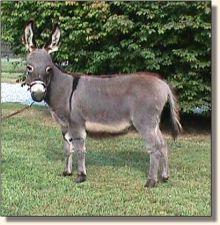 Wee Farm II's Sweet Nothings