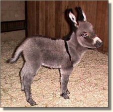 Wee Farm II's Sweet Nothings