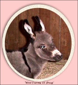 Wee Farm II's Sweet Nothings