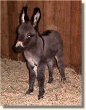 Wee Farm II's Sweet Nothings