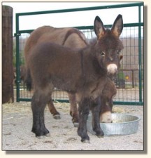 Wits End Princess Shy-Anne