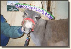 Skylar at the Horse Fair - Photo compliments of LJ & Deb Mix of Gallatin, Tennessee! (19,159 bytes)