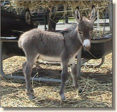 Wit's End Smoke Signal