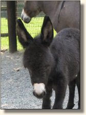 Wit's End Soldier Boy