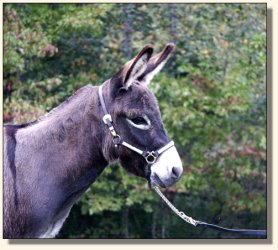 Half Ass Acres Sophie Bandito