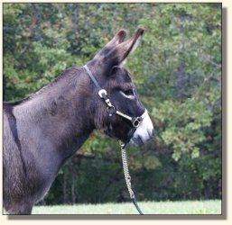 Half Ass Acres Sophie Bandito