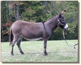 Half Ass Acres Sophie Bandito