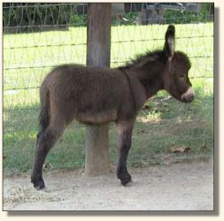 Wit's End Speed-Way aka Speedo