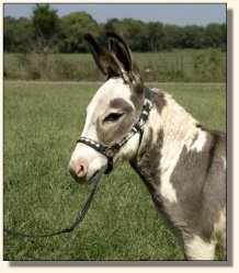 Spot Check, spotted gelding show prospect