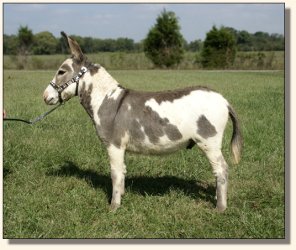 Spot Check, spotted gelding show prospect