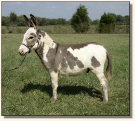 Spot Check, spotted gelding show prospect