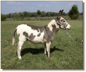 Spot Check, spotted gelding show prospect