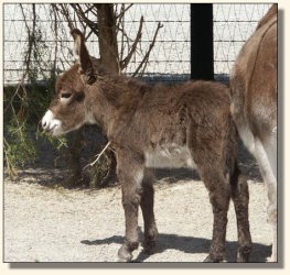 Wit's End Appalachian Foxfire