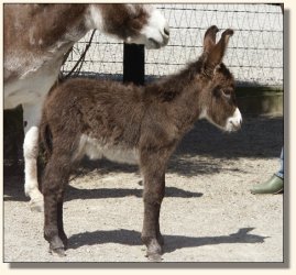 Wit's End Appalachian Foxfire