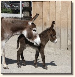 Strawberry Jam and her 'black cherry' jack foal