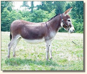 Windcrest Strawberry Jam