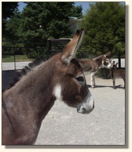 Sunnmer Sunrise & Strawberry Jam