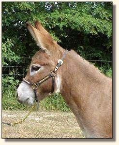 Windcrest Tangerine Twist