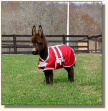 Truffles in her new blanket