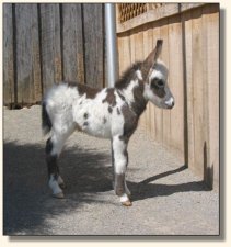 Wit's End Tyger Heart