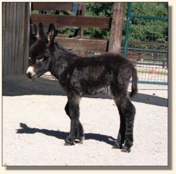 Wit's End Whistlin' Dixie