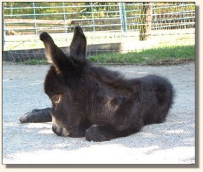 Wit's End Whistlin' Dixie