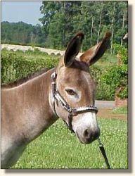 Windcrest Little William (15,517 bytes)