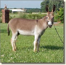 Windcrest Little William (19,786 bytes)