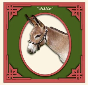 Windcrest Little William! (graphic by Julia Vaughn - Photo by Dayle!