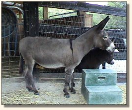 Windy Ass Acres Willow