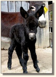 Wit's End Out of This World, aka Wurly Gurly