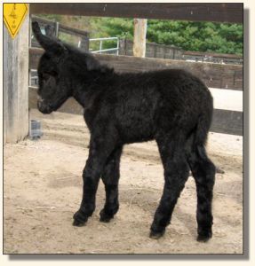 Wit's End Out of This World, aka Wurly Gurly