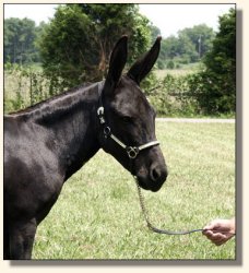 MGF Venus X-Phile 600