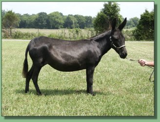 MGF Venus X-Phile 600