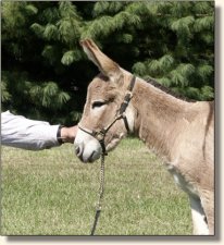 My World Zena Warrior Princess