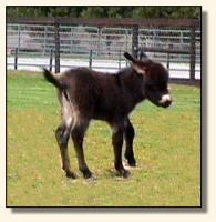 Wits End Dayle Rio (9100 bytes)