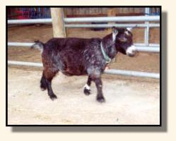 Scooter, the goat (8995 bytes)